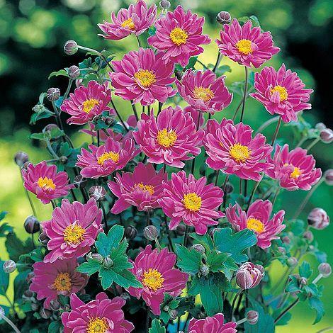 Anemone X Hybrida September Charm 19 306f745f 4a59 4bd6 Aa8c Bf566cfbd64d from www redcrocus com