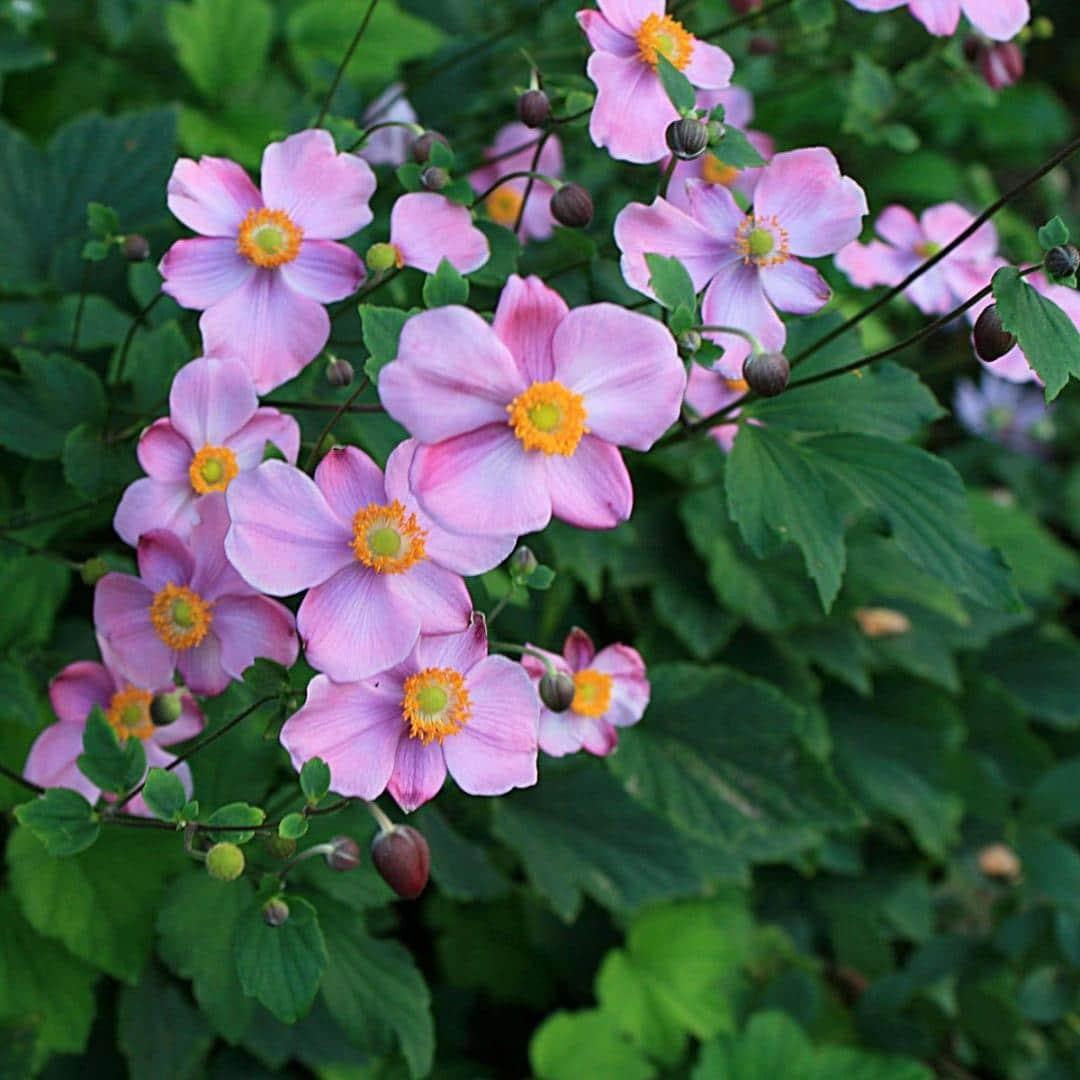 Anemone X Hybrida September Charm - View 4 from www redcrocus com
