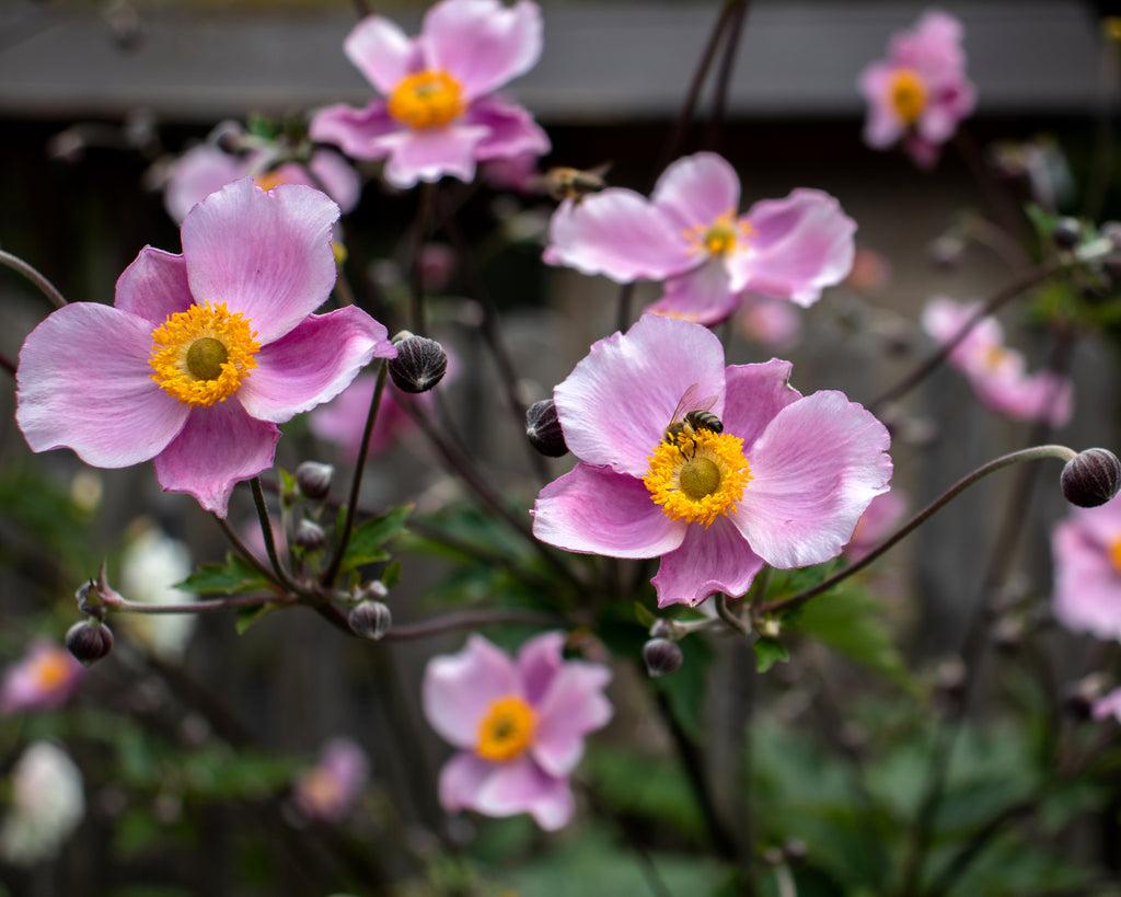 Anemone X Hybrida September Charm - View 5 from www redcrocus com