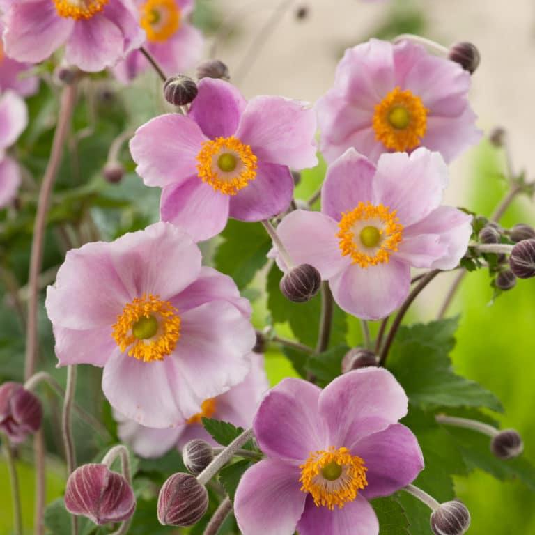 Anemone X Hybrida September Charm - View 6 from www redcrocus com