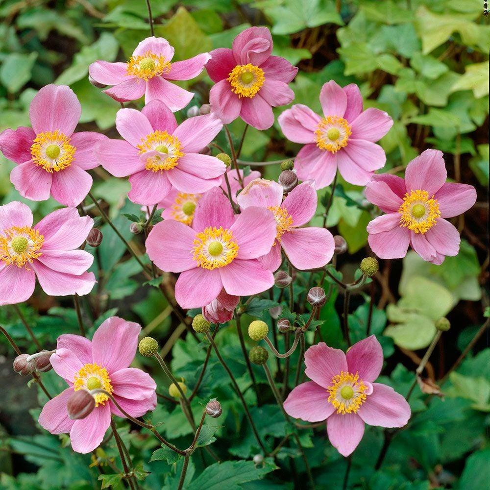 Anemone X Hybrida September Charm - View 7 from www redcrocus com