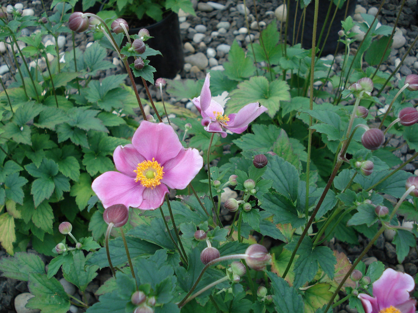 Anemone X Hybrida September Charm - View 8 from www redcrocus com