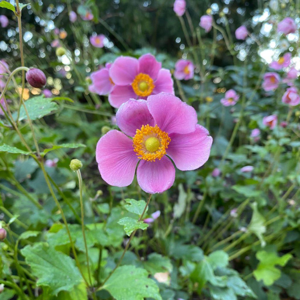 Anemone X Hybrida September Charm 9 86db9c06 6564 4155 89ff Dbad5b45a756 from www redcrocus com