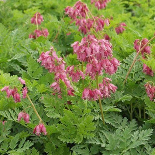 Dicentra Formosa Luxuriant 10 Fa168f62 Bc7e 4f5a B393 6b5f96bf97a1 from www redcrocus com