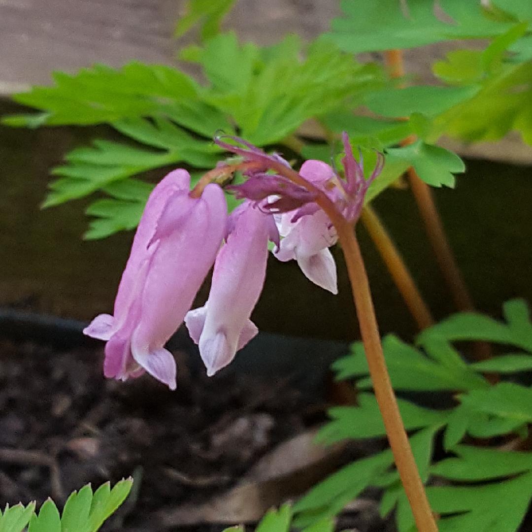 Dicentra Formosa Luxuriant 11 48577d2c D155 4393 9fca 044b56289a5b from www redcrocus com
