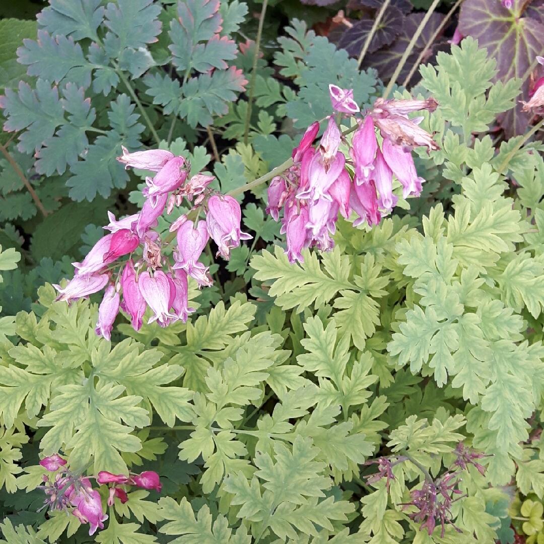 Dicentra Formosa Luxuriant 12 A88fcc11 2639 4bf9 B615 C5dad2d5915b from www redcrocus com