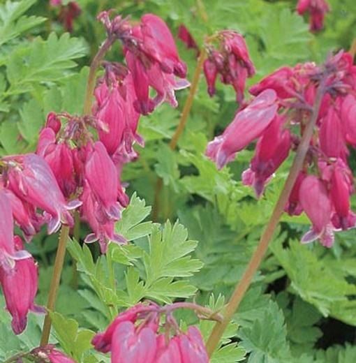 Dicentra Formosa Luxuriant 13 Ab0c66eb 9785 45bf 83e8 8202ad7930e5 from www redcrocus com