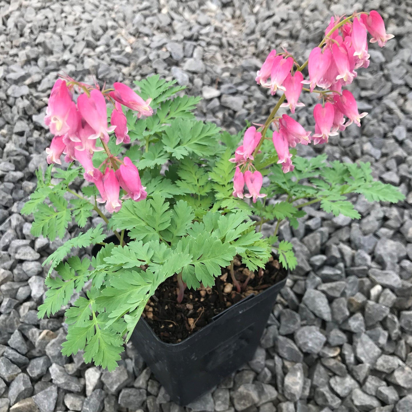 Dicentra Formosa Luxuriant 14 07b5ee6b Bb12 4fa0 8051 Bf761c418188 from www redcrocus com