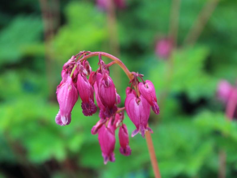 Dicentra Formosa Luxuriant 15 Ee820573 4b66 4aea Ba7a 026d02f56144 from www redcrocus com