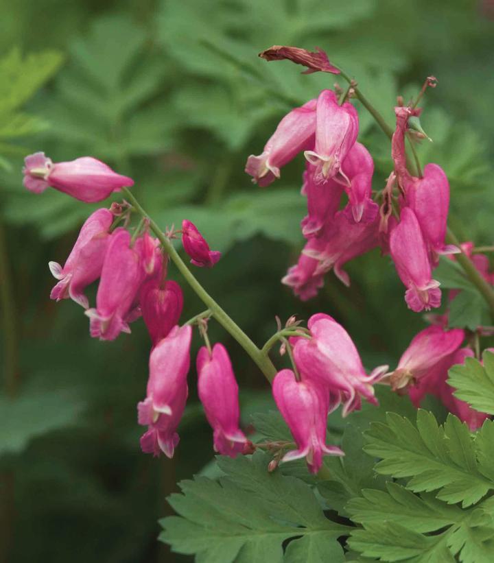 Dicentra Formosa Luxuriant 17 Af15272a 7b81 47ac Af8a 6e243a013a82 from www redcrocus com
