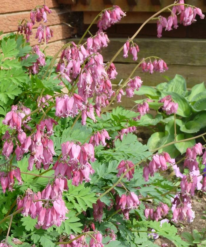 Dicentra Formosa Luxuriant 18 54fdce7d 984c 4030 8b83 41eb9ce83d45 from www redcrocus com