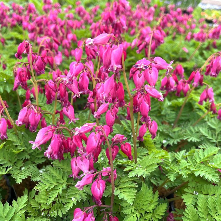Dicentra Formosa Luxuriant 19 8c996288 594d 48eb Ab41 C98b848b6e37 from www redcrocus com