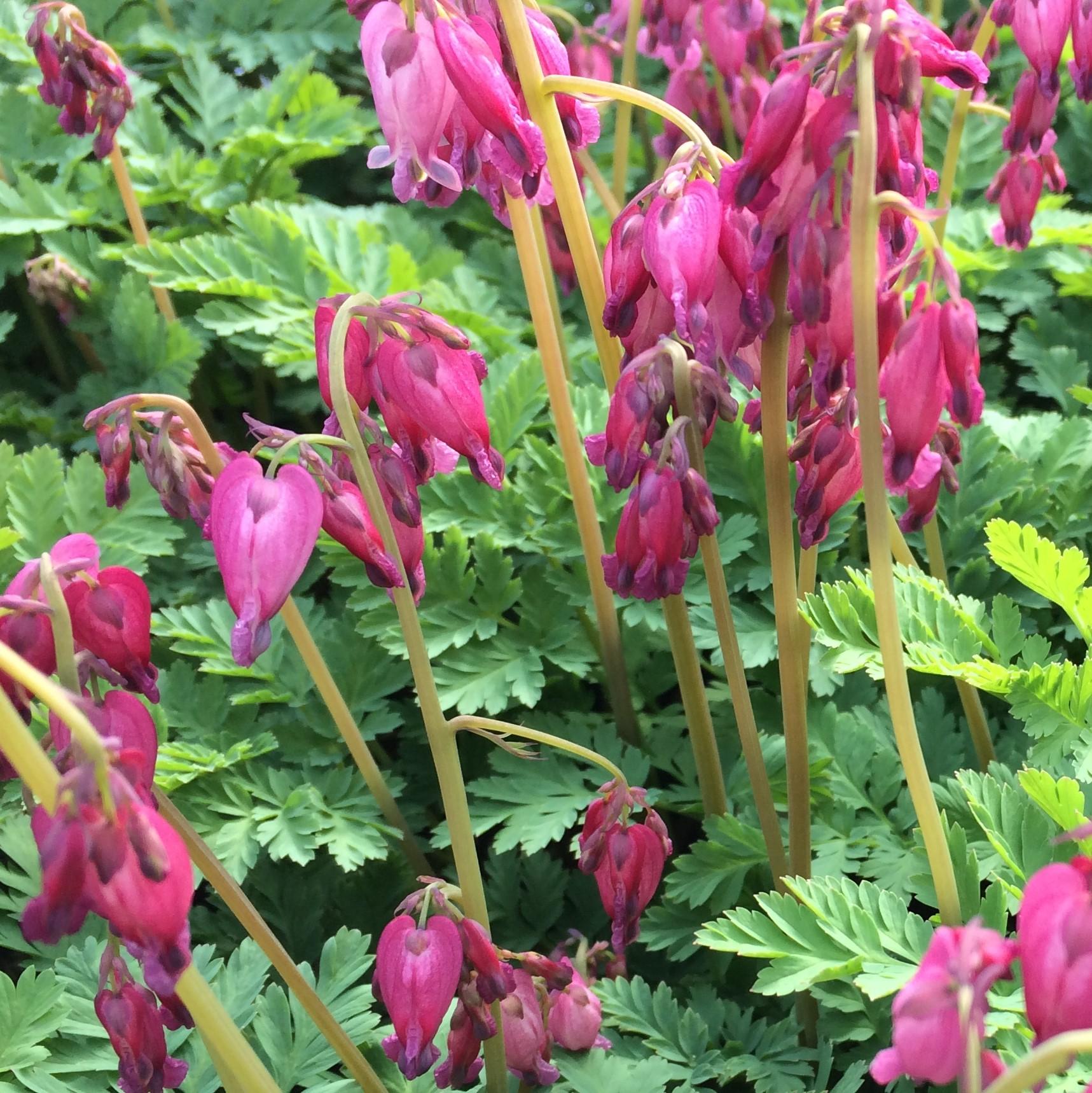 Dicentra Formosa Luxuriant 1 E2b0d6c1 69fd 4592 91d5 369b51e10916 from www redcrocus com