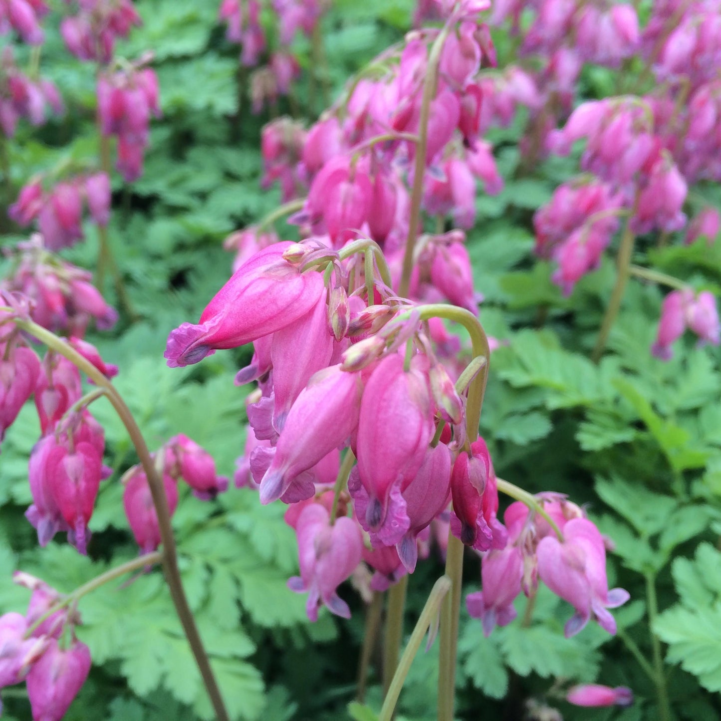 Dicentra Formosa Luxuriant 2 48ec5057 3376 4551 8c7b 6194591b3acd from www redcrocus com