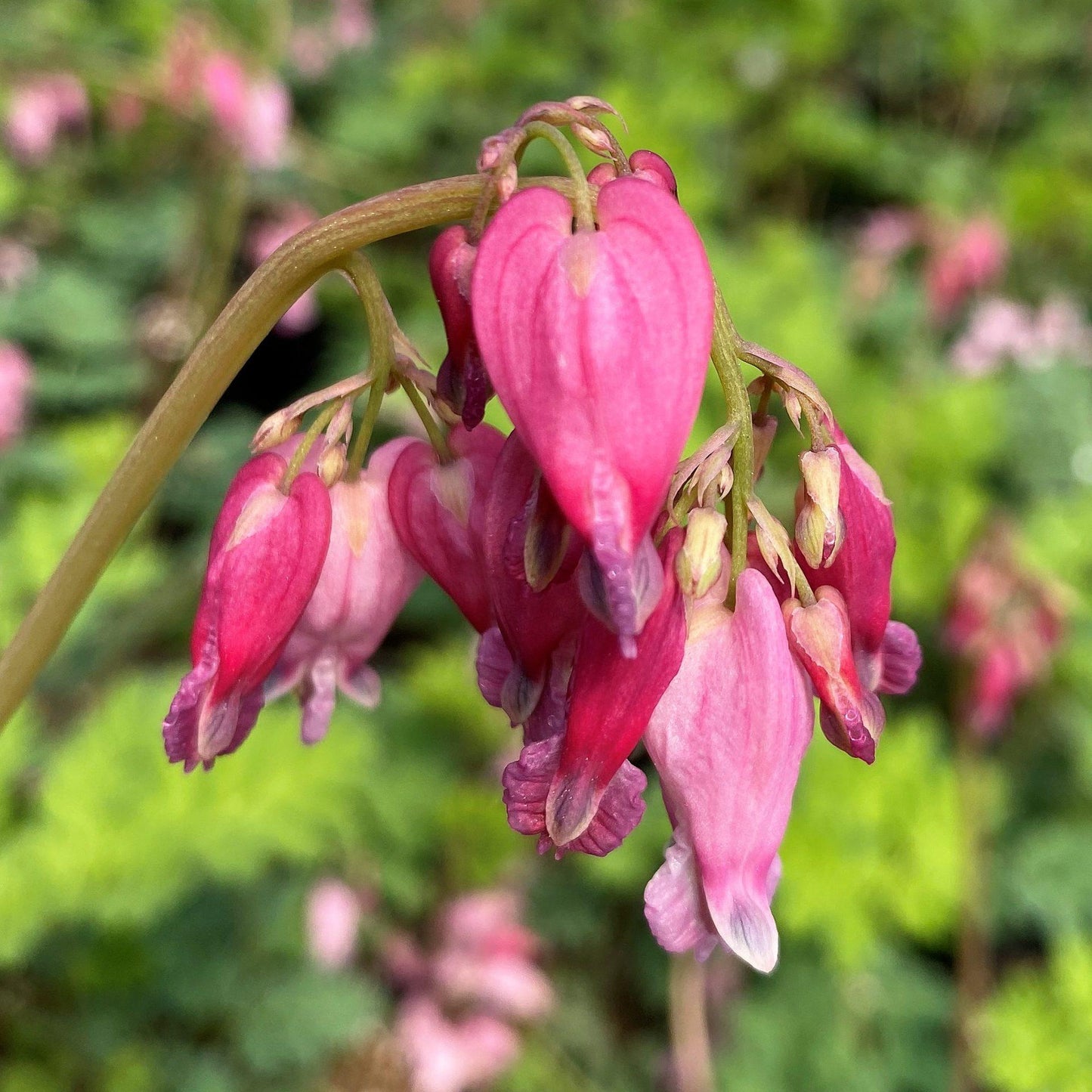 Dicentra Formosa Luxuriant 3 Fc2d3642 Ab42 49b8 87bd 51d6254a463a from www redcrocus com