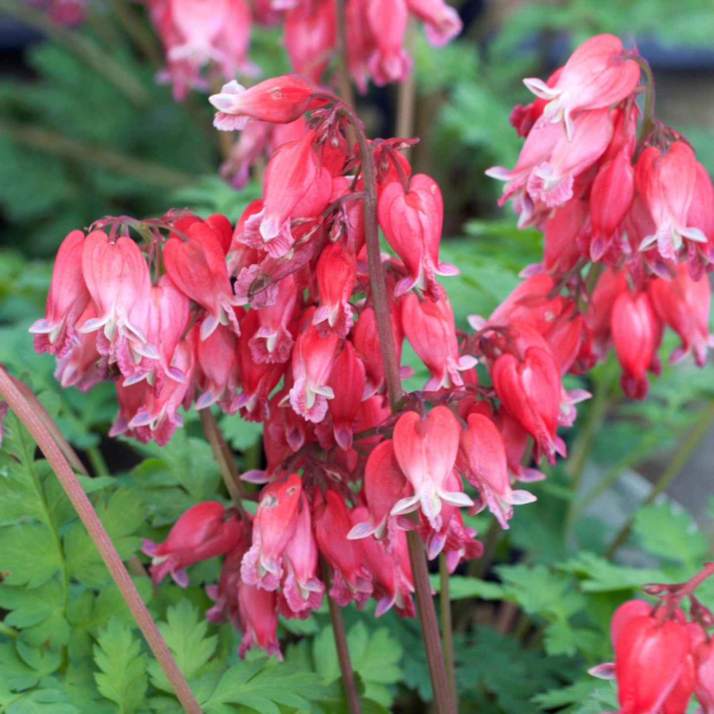 Dicentra Formosa Luxuriant 4 5b0addd6 94ea 431b 9f69 1043c269b813 from www redcrocus com