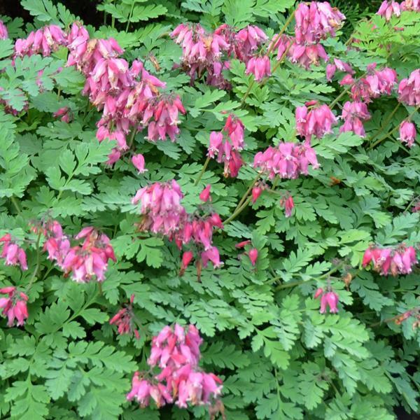 Dicentra Formosa Luxuriant 5 373f2bed 14cf 45c3 B12c 86c3ef51a423 from www redcrocus com