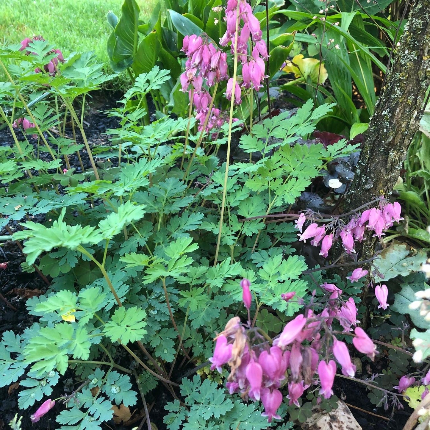 Dicentra Formosa Luxuriant 8 Cc146891 4a53 4db7 Bd3e 3d3bfb17b86a from www redcrocus com