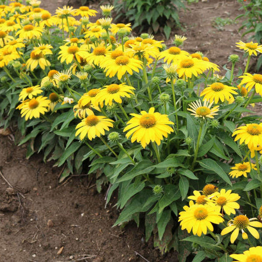 Echinacea X Purpurea Sombrero Lemon Yellow - View 1 from www redcrocus com