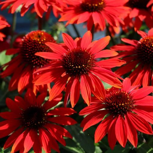 Echinacea X Purpurea Sombrero Salsa Red - View 12 from www redcrocus com
