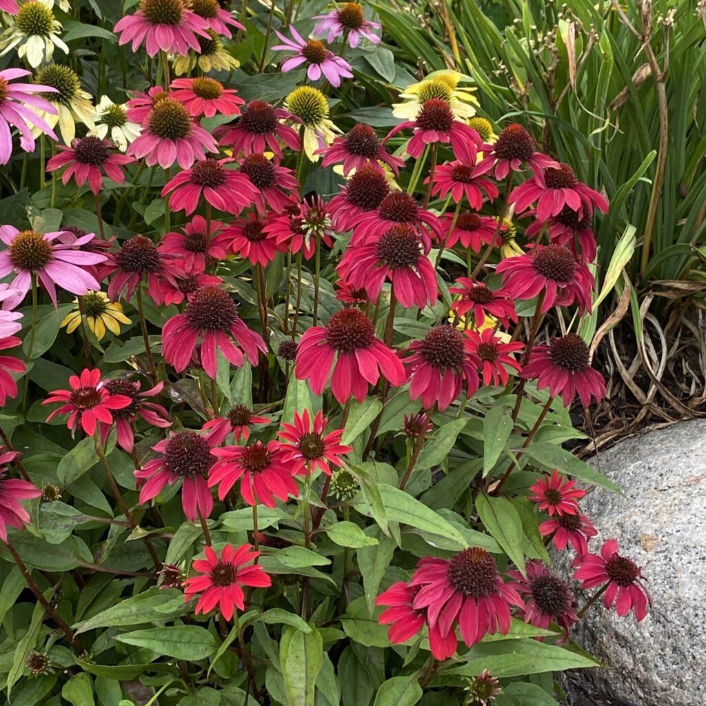 Echinacea X Purpurea Sombrero Salsa Red - View 15 from www redcrocus com