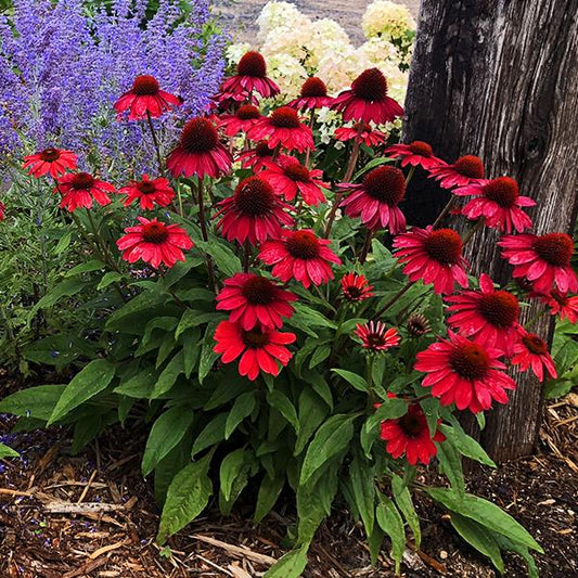 Echinacea X Purpurea Sombrero Salsa Red - View 1 from www redcrocus com