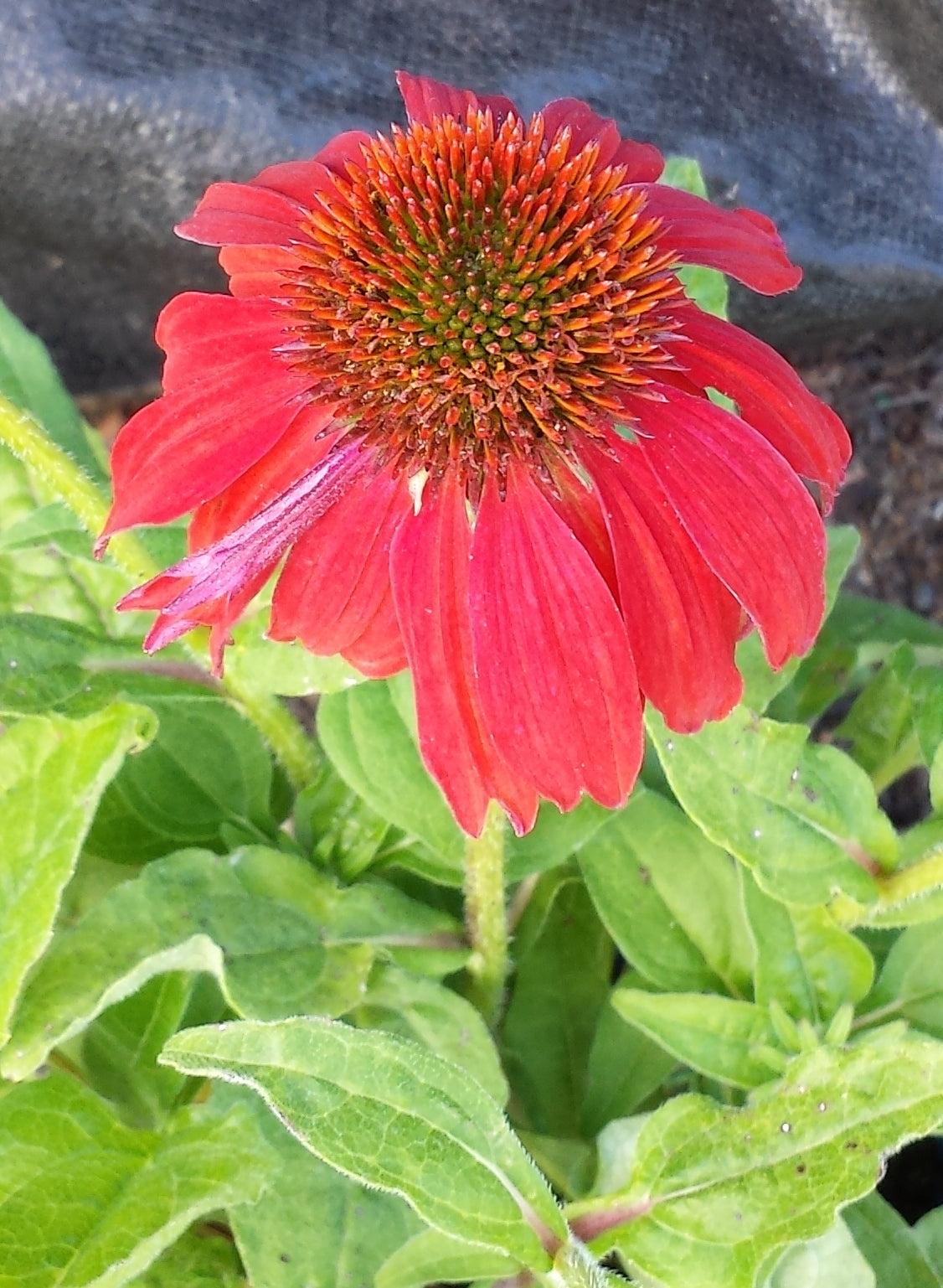 Echinacea X Purpurea Sombrero Salsa Red - View 2 from www redcrocus com