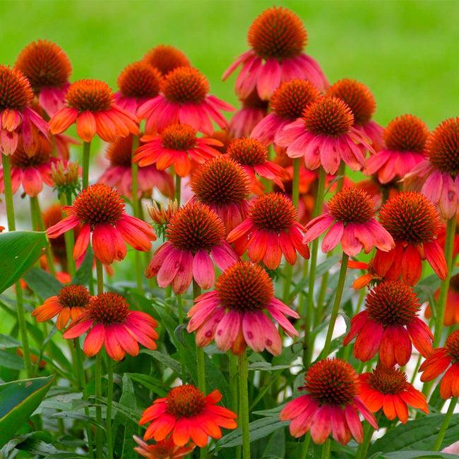 Echinacea X Purpurea Sombrero Salsa Red - View 5 from www redcrocus com