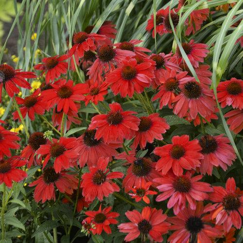 Echinacea X Purpurea Sombrero Salsa Red - View 8 from www redcrocus com