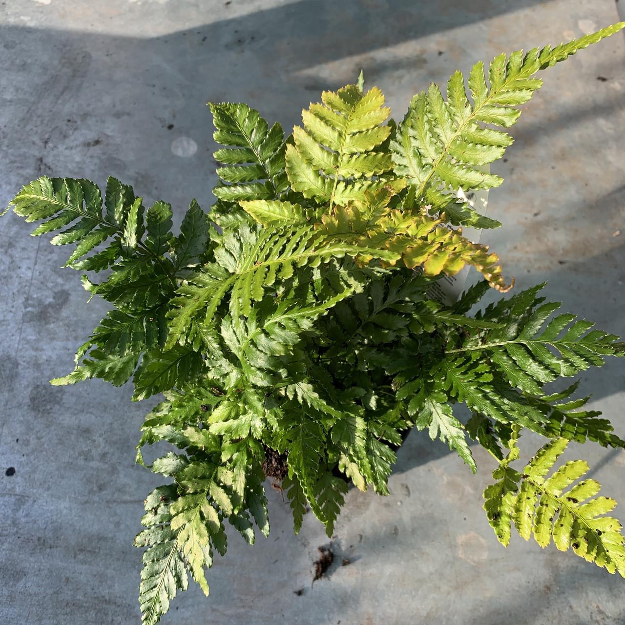 Fern Dryopteris Erythrosora Brilliance - View 10 from www redcrocus com