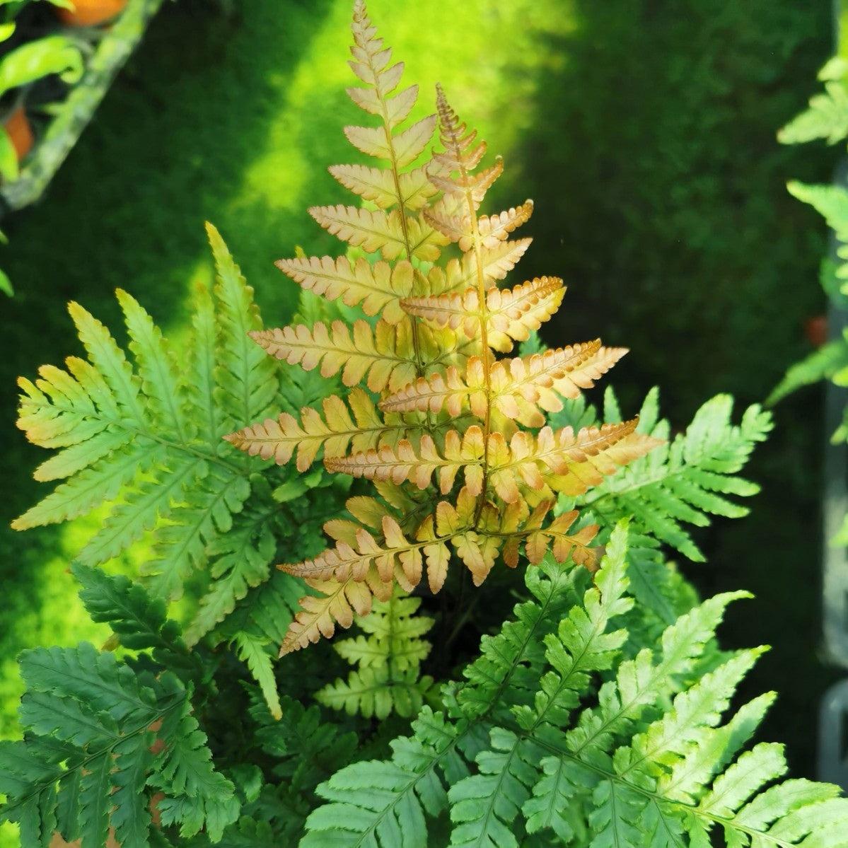 Fern Dryopteris Erythrosora Brilliance - View 12 from www redcrocus com