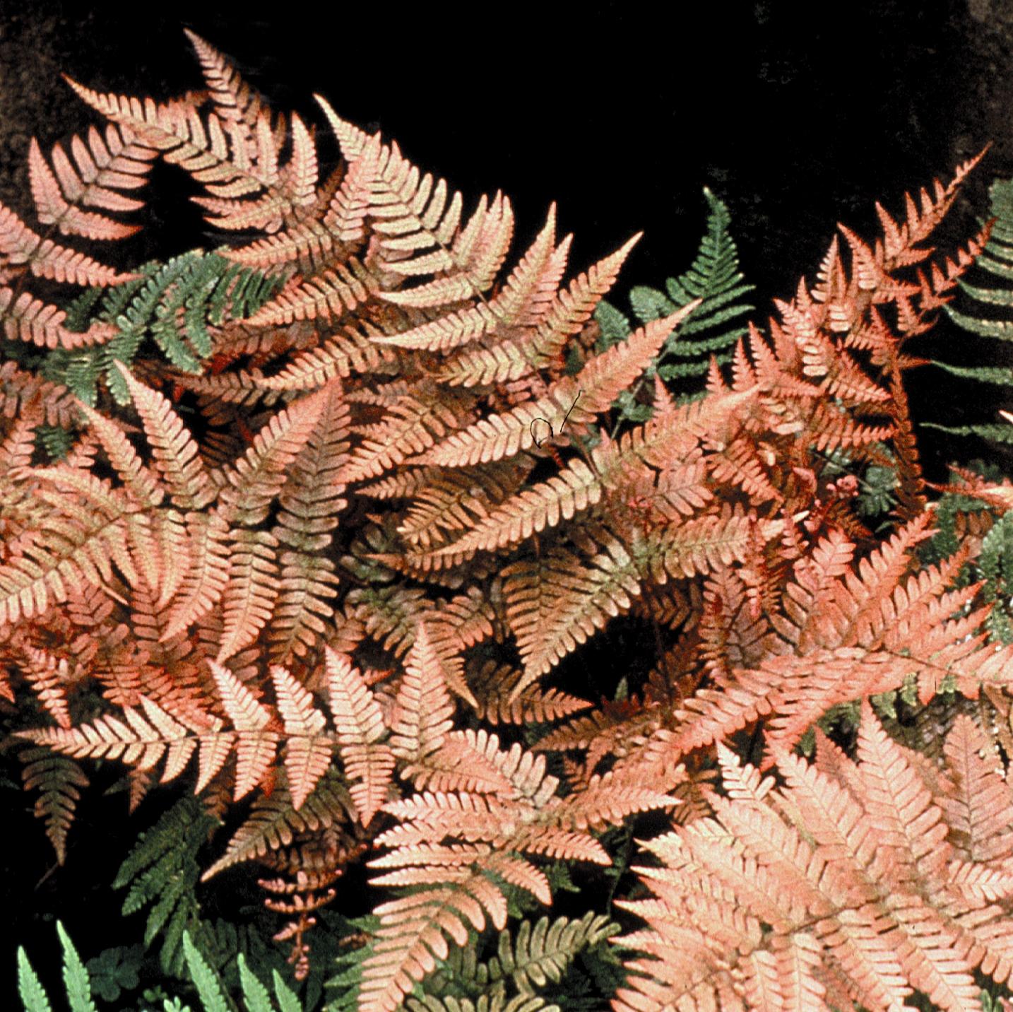 Fern Dryopteris Erythrosora Brilliance - View 13 from www redcrocus com