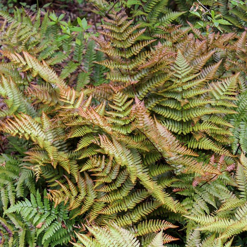 Fern Dryopteris Erythrosora Brilliance - View 14 from www redcrocus com