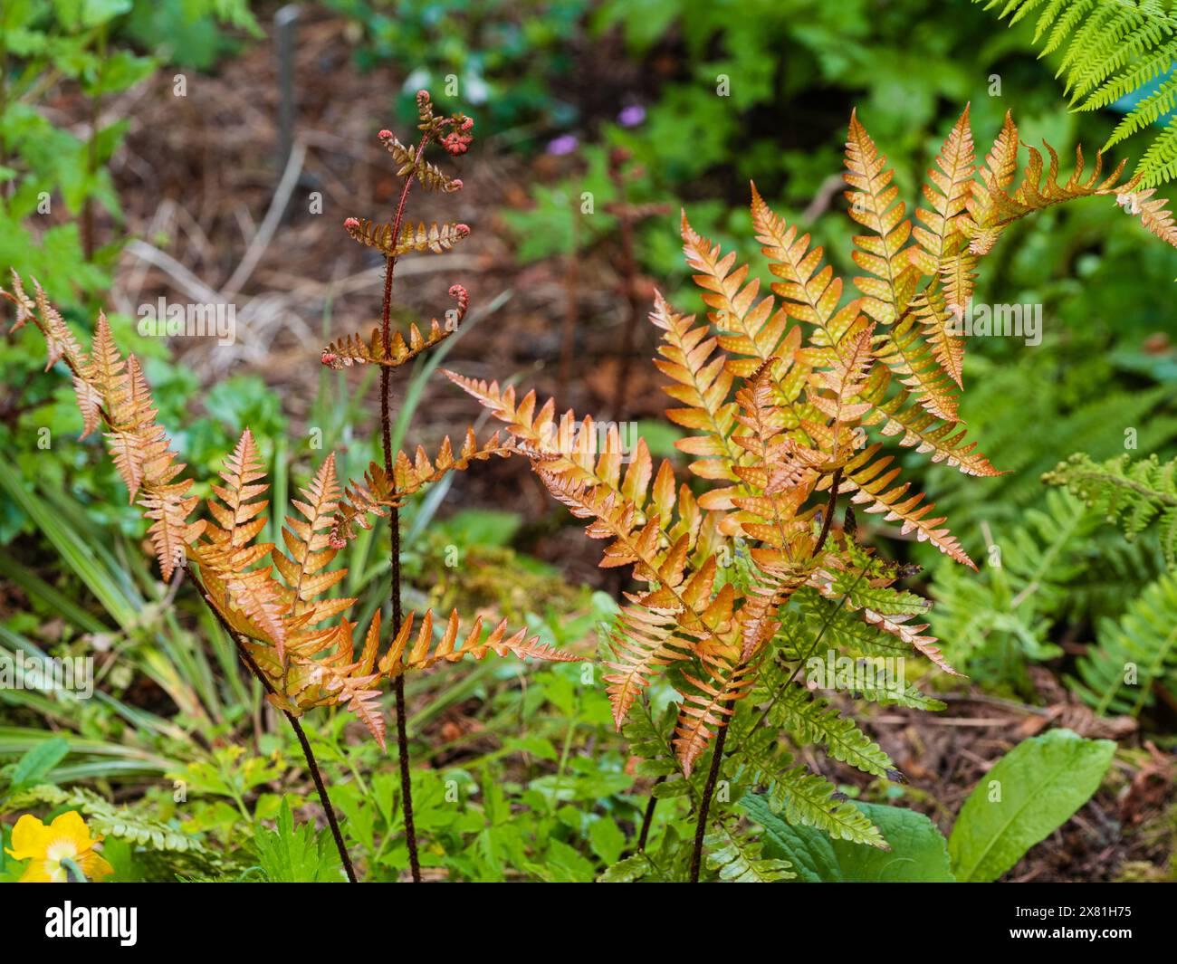 Fern Dryopteris Erythrosora Brilliance - View 16 from www redcrocus com