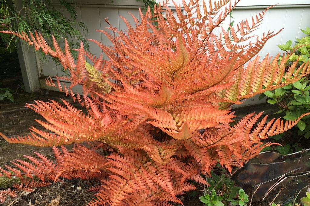 Fern Dryopteris Erythrosora Brilliance - View 17 from www redcrocus com