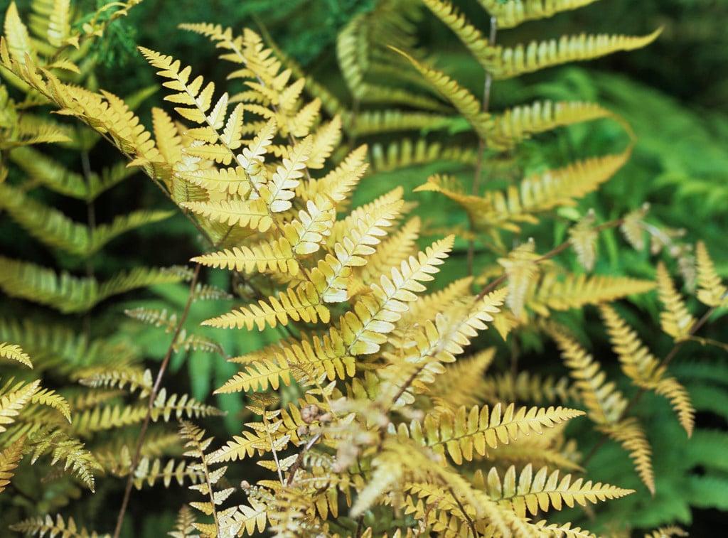 Fern Dryopteris Erythrosora Brilliance - View 18 from www redcrocus com