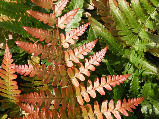 Fern Dryopteris Erythrosora Brilliance - View 1 from www redcrocus com