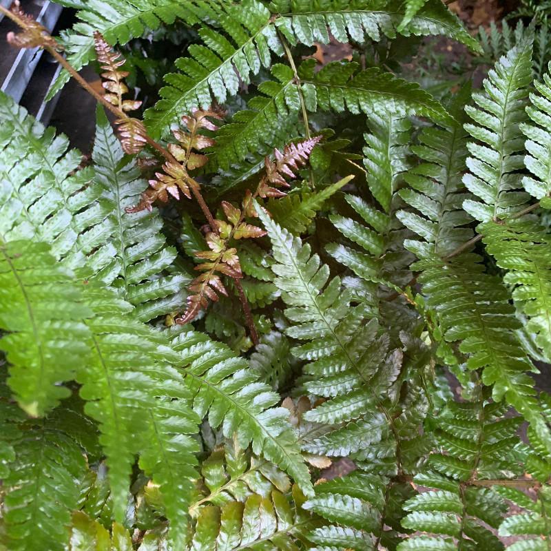 Fern Dryopteris Erythrosora Brilliance - View 20 from www redcrocus com