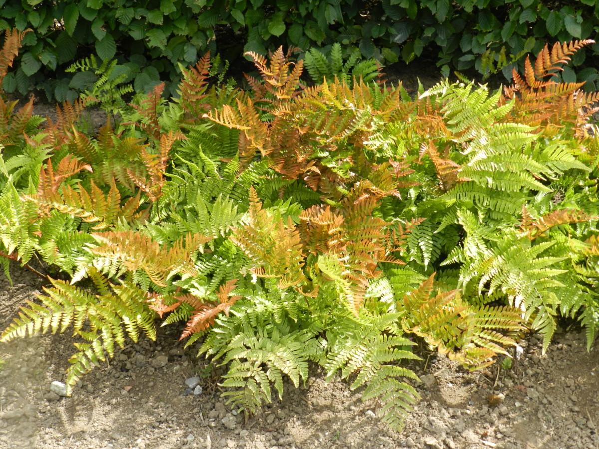 Fern Dryopteris Erythrosora Brilliance - View 2 from www redcrocus com
