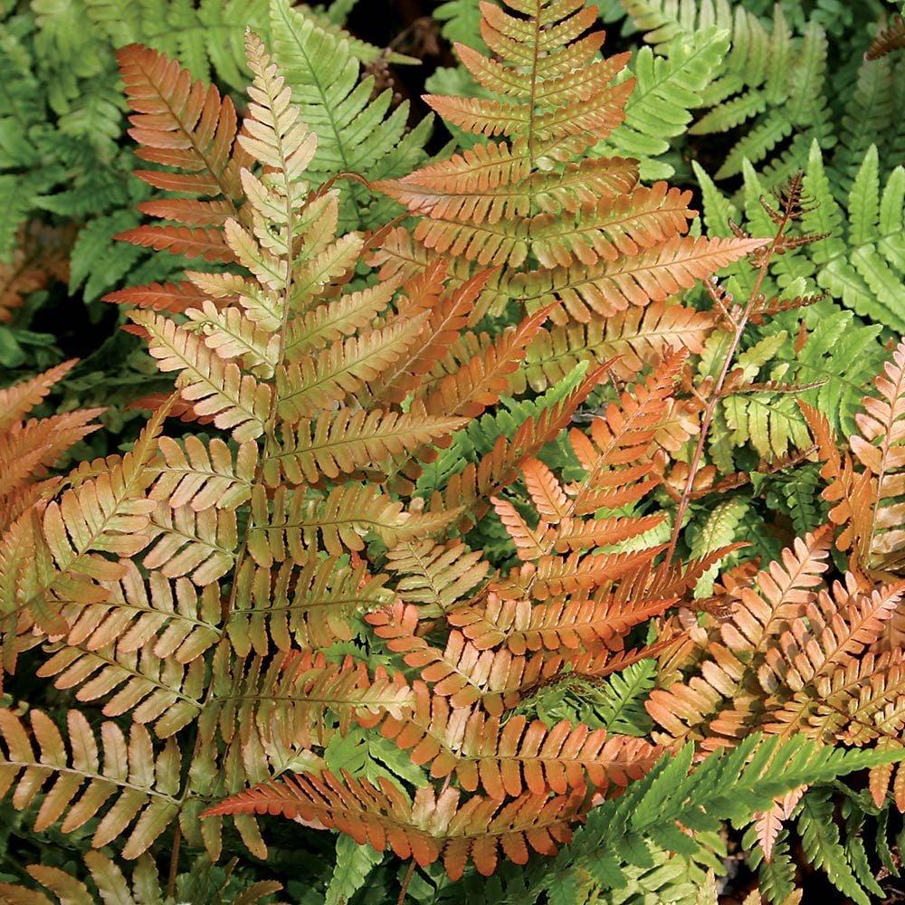 Fern Dryopteris Erythrosora Brilliance - View 3 from www redcrocus com