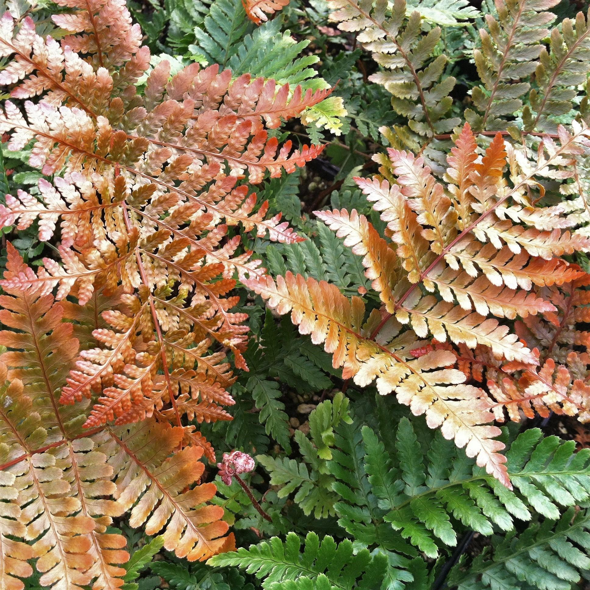 Fern Dryopteris Erythrosora Brilliance - View 5 from www redcrocus com