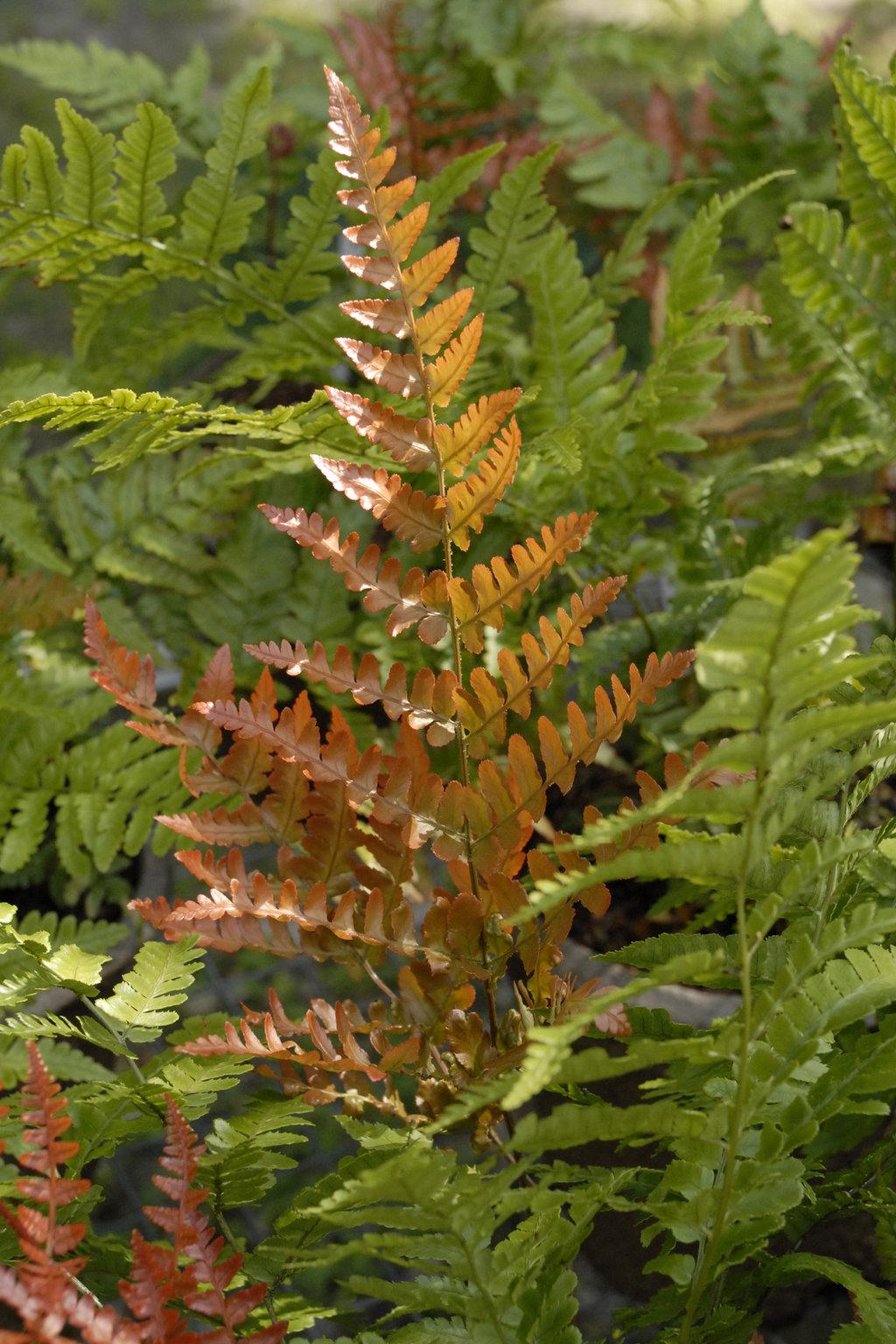 Fern Dryopteris Erythrosora Brilliance - View 6 from www redcrocus com