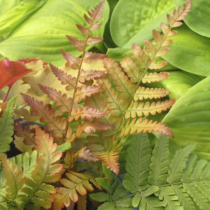 Fern Dryopteris Erythrosora Brilliance - View 7 from www redcrocus com