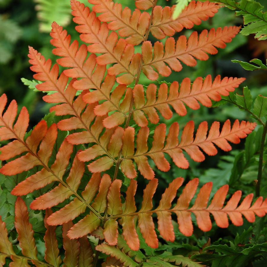 Fern Dryopteris Erythrosora Brilliance - View 8 from www redcrocus com