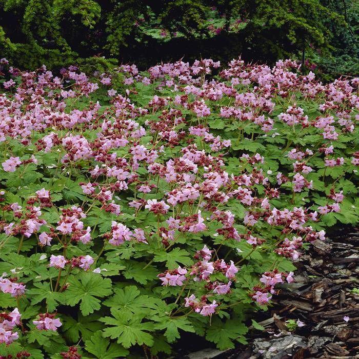 Geranium Macrorrhizum Ingwersen S Variety - View 10 from www redcrocus com