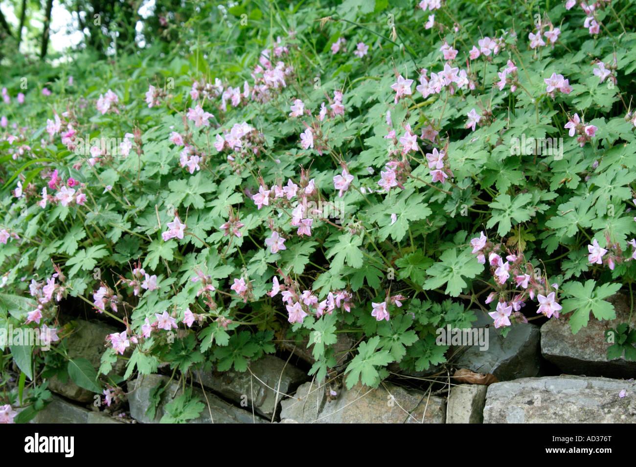 Geranium Macrorrhizum Ingwersen S Variety - View 11 from www redcrocus com