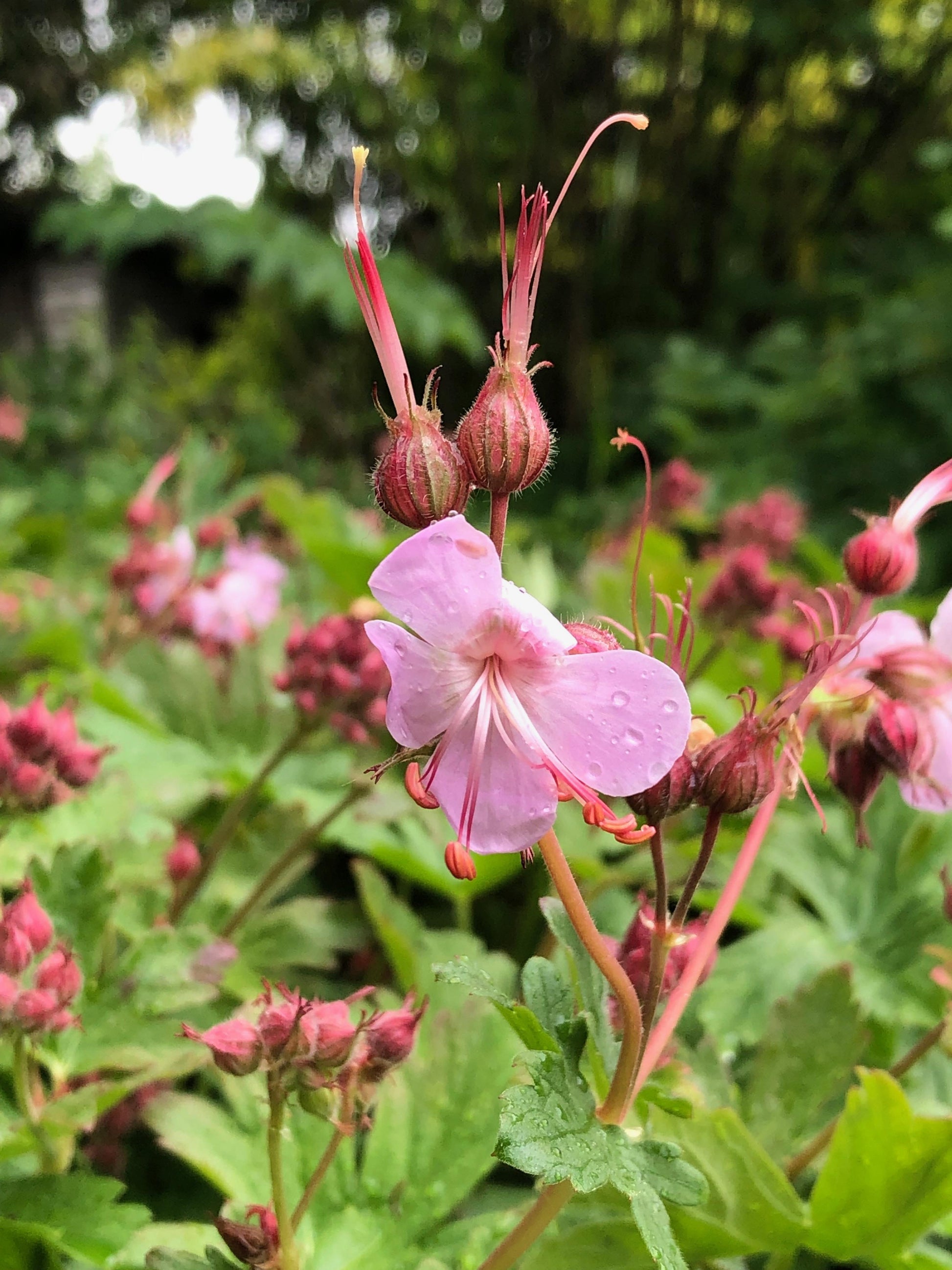 Geranium Macrorrhizum Ingwersen S Variety - View 12 from www redcrocus com