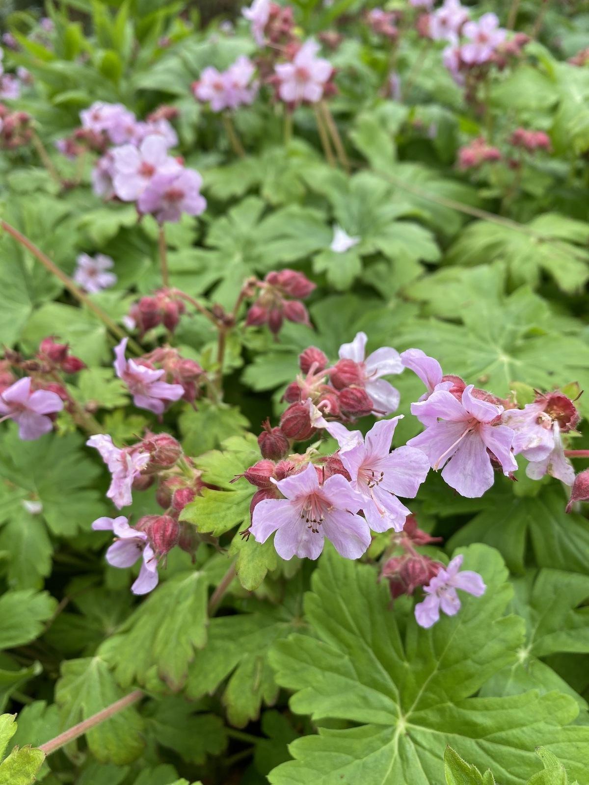 Geranium Macrorrhizum Ingwersen S Variety - View 13 from www redcrocus com