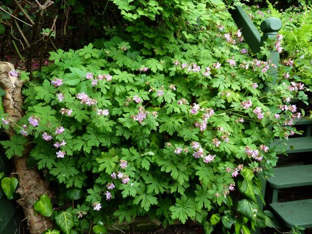 Geranium Macrorrhizum Ingwersen S Variety - View 14 from www redcrocus com