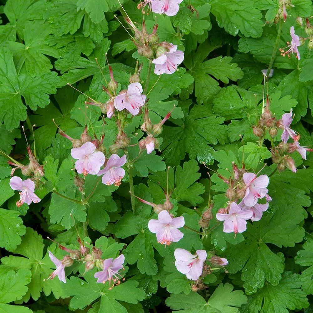 Geranium Macrorrhizum Ingwersen S Variety - View 16 from www redcrocus com